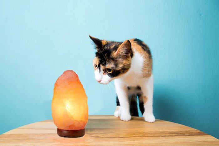 Important Facts About Salt Lamps And Cats