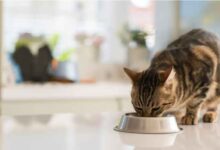 Can Cats Eat Avocado