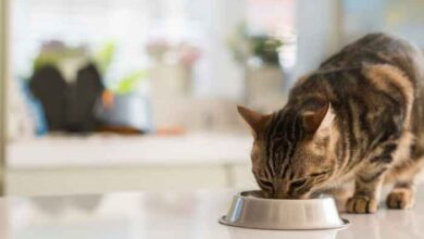 Can Cats Eat Avocado