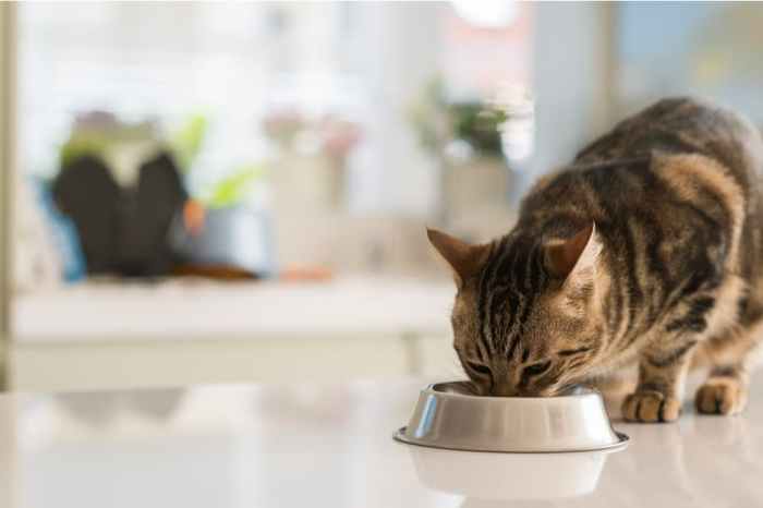 Can Cats Eat Avocado