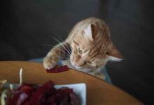 Can Cats Eat Beef Jerky? Good Or Hazardous Food?