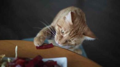 Can Cats Eat Beef Jerky? Good Or Hazardous Food?