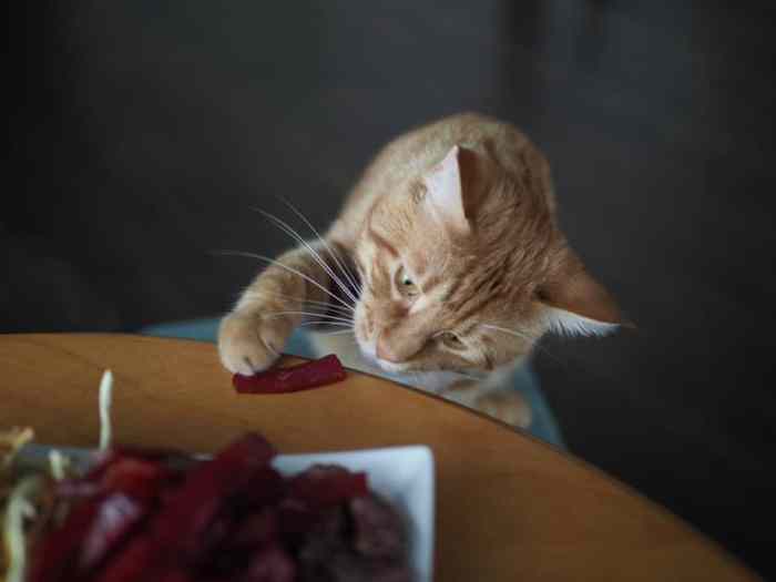 Can Cats Eat Beef Jerky? Good Or Hazardous Food?