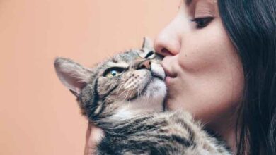 300+ Mexican Cat Names (Traditional Choices)