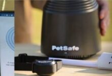 5 Best Invisible Fences for Cats [2026 Updated Reviews]