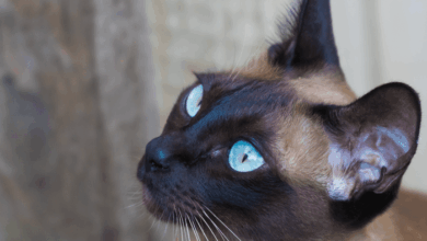 Tonkinese Cat Coat Colors at Helen Williamson blog