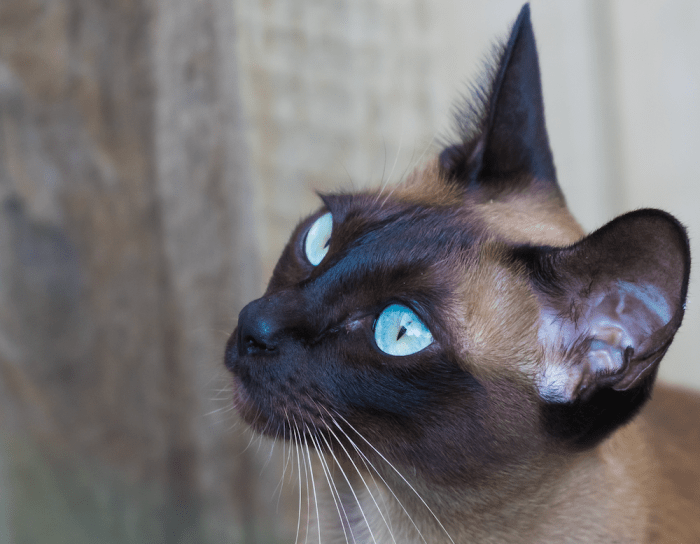 Tonkinese Cat Coat Colors at Helen Williamson blog