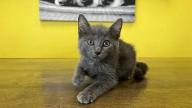 Tonkinese kittens | Kittens For Sale NYC