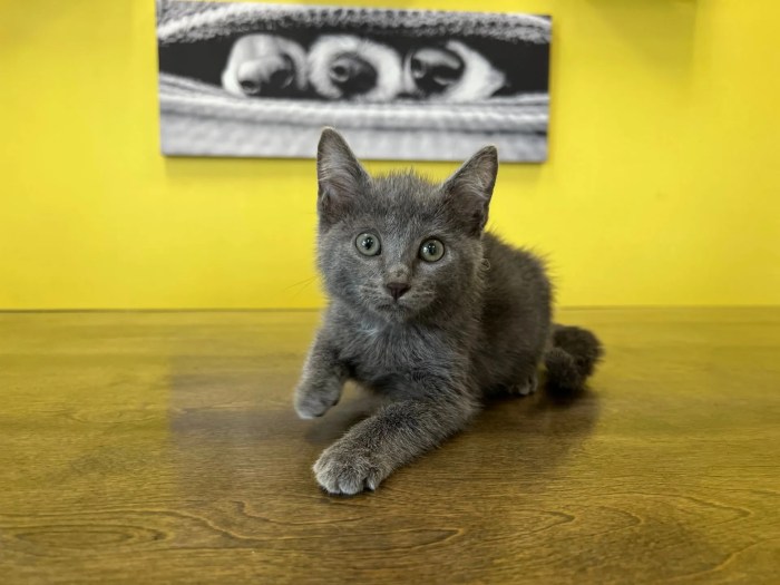 Tonkinese kittens | Kittens For Sale NYC
