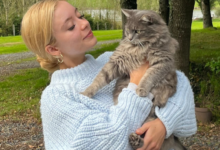 Are cats in pain when in heat? Everything you need to know about heat ...