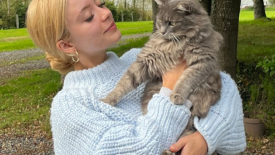 Are cats in pain when in heat? Everything you need to know about heat ...