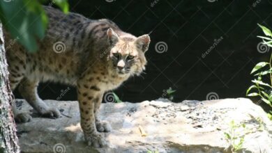 Types of Bobcats: Discovering the Different Bobcat Species