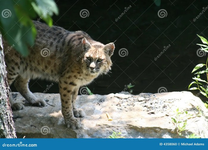 Types of Bobcats: Discovering the Different Bobcat Species